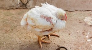 Read more about the article طرق الرعاية خلال فترة التحضين للدواجن