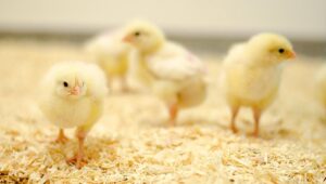 Read more about the article ماذا يأكل الصيصان بعد التفقيس