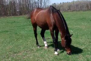 Read more about the article ما هي طرق تسمين الخيل وزيادة قوتها  