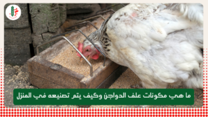 Read more about the article ما هي مكونات علف الدواجن وكيف يتم تصنيعه في المنزل
