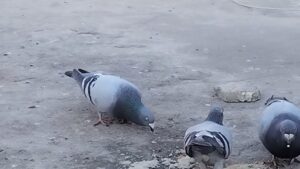 Read more about the article ما هو مرض التواء الرقبة عند الحمام وأهم أسبابه وطرق علاجه