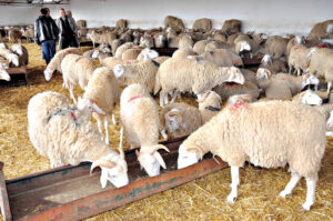 Read more about the article ما هي مكونات علف تسمين الأغنام