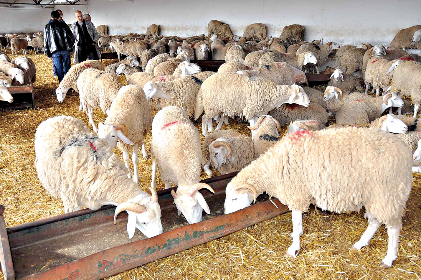 Read more about the article ما هي مكونات علف تسمين الأغنام