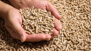 Read more about the article كيفية صناعة علف الدواجن