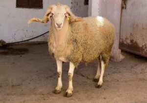 Read more about the article ما هي  أفضل سلالات الأغنام لإنتاج اللحوم