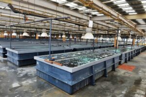 Read more about the article مكونات علف السمك البلطي