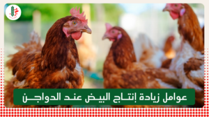Read more about the article عوامل زيادة إنتاج البيض عند الدواجن