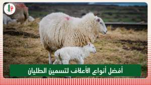 Read more about the article أفضل أنواع الأعلاف لتسمين الطليان