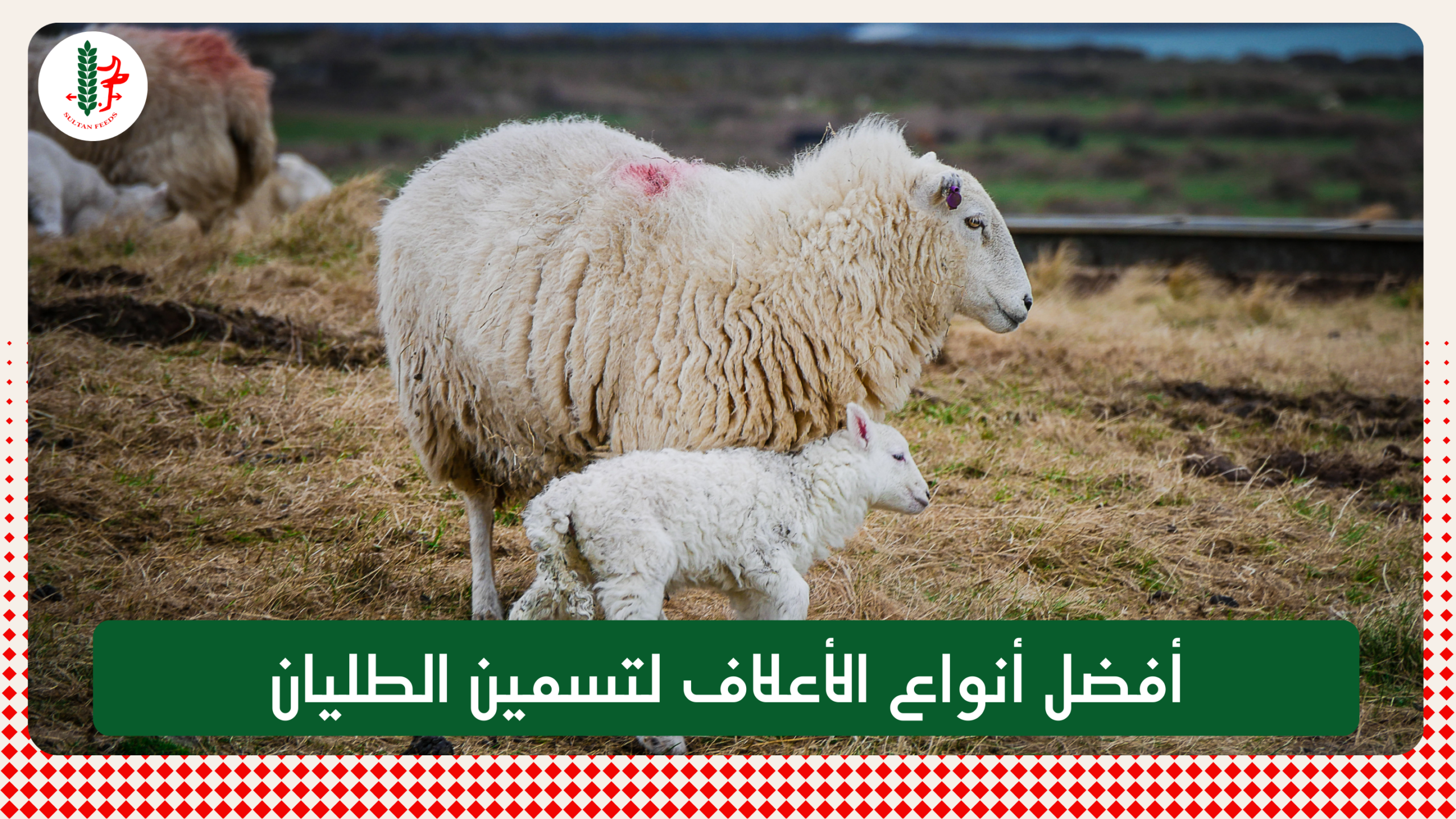 Read more about the article أفضل أنواع الأعلاف لتسمين الطليان