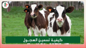 Read more about the article كيفية تسمين العجول