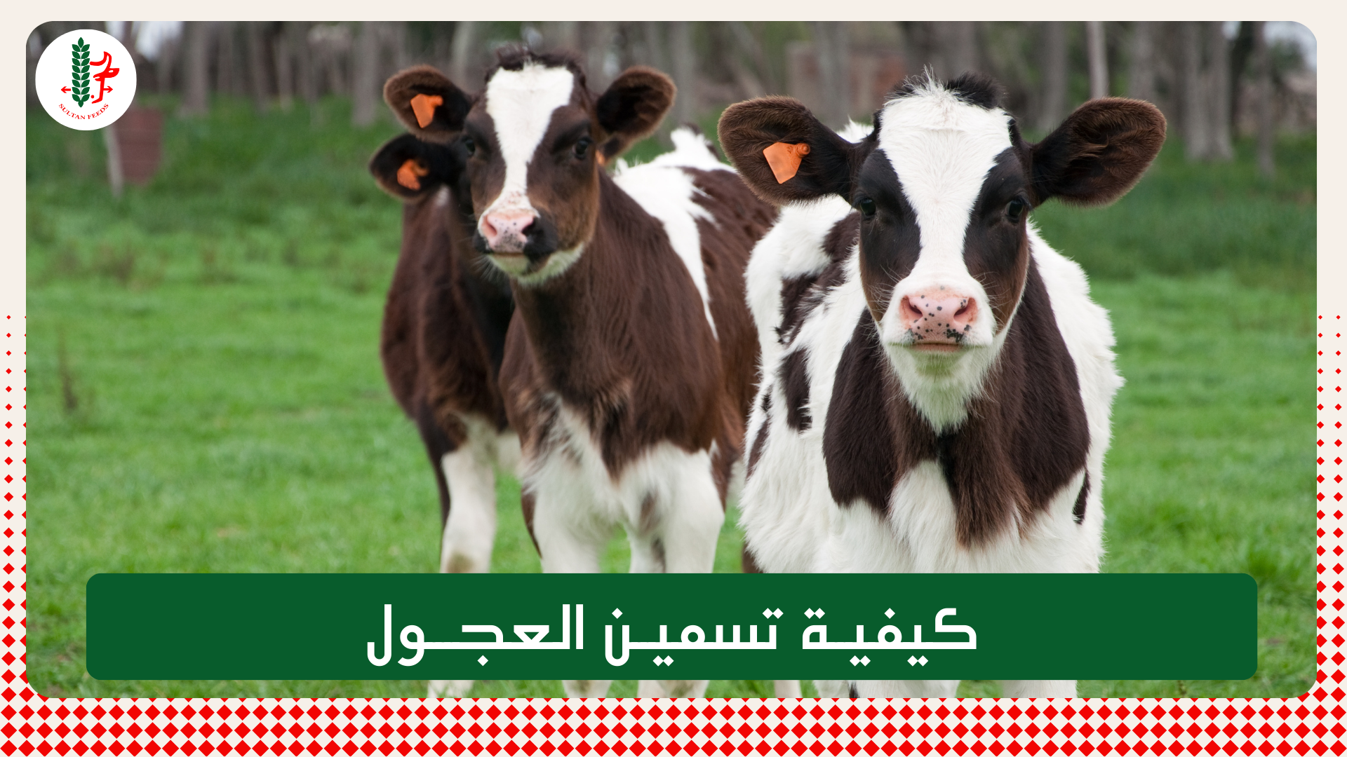 Read more about the article كيفية تسمين العجول