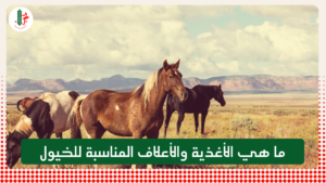Read more about the article ما هي الأغذية والأعلاف المناسبة للخيول