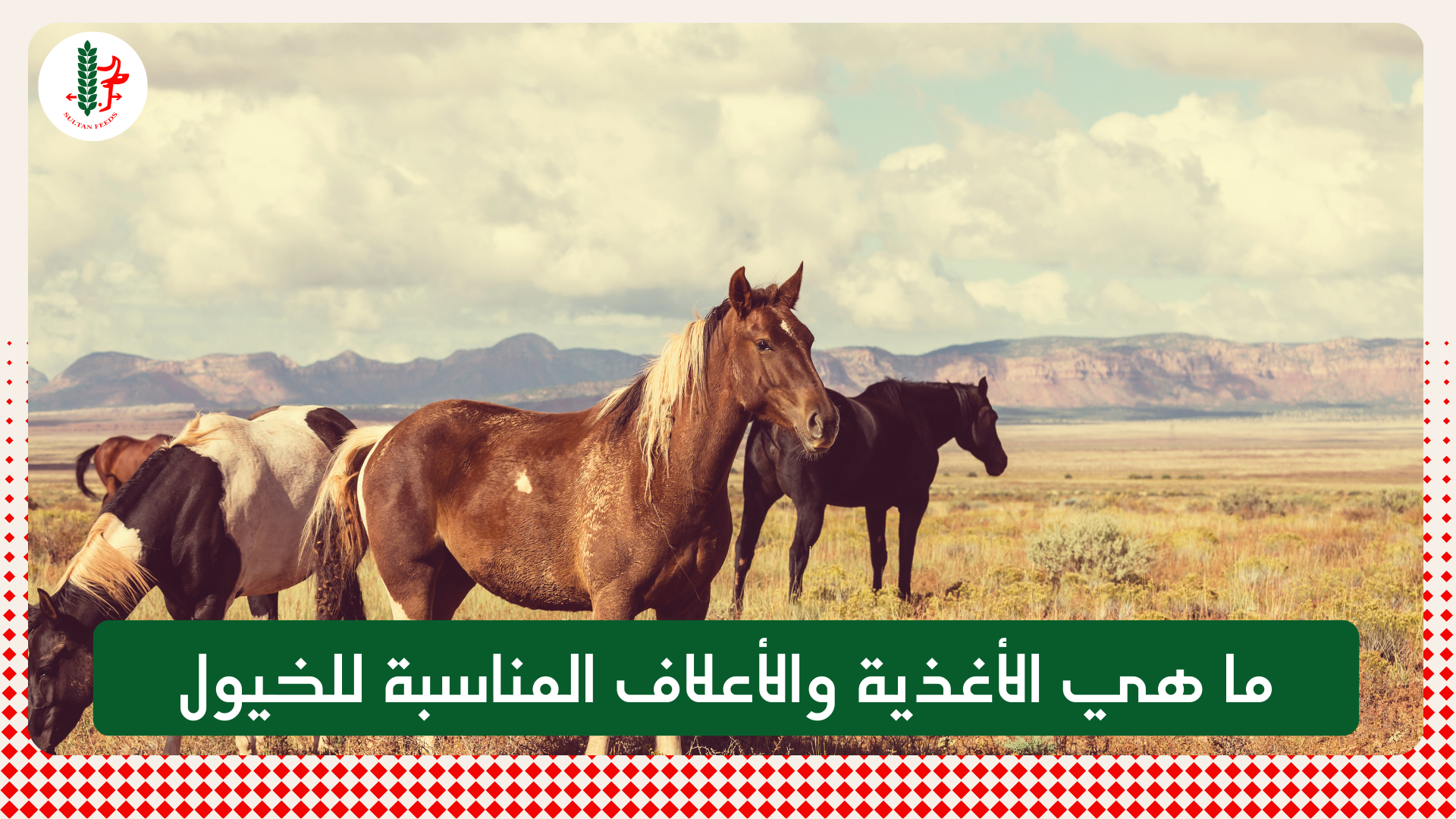 Read more about the article ما هي الأغذية والأعلاف المناسبة للخيول
