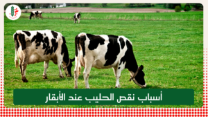 Read more about the article أسباب نقص الحليب عند الأبقار