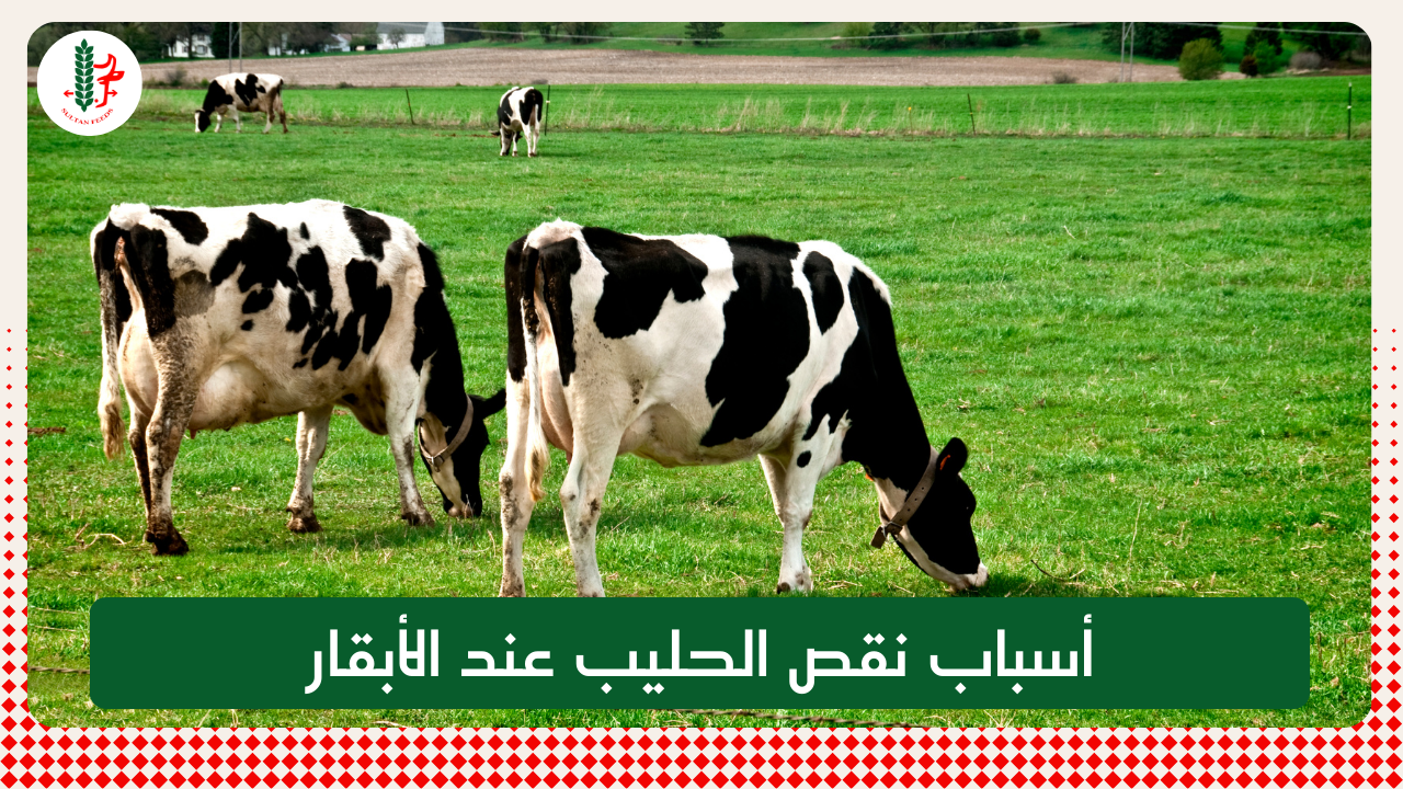 Read more about the article أسباب نقص الحليب عند الأبقار
