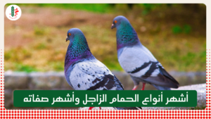Read more about the article أشهر أنواع الحمام الزاجل وأشهر صفاته