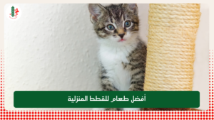 Read more about the article أفضل طعام للقطط المنزلية