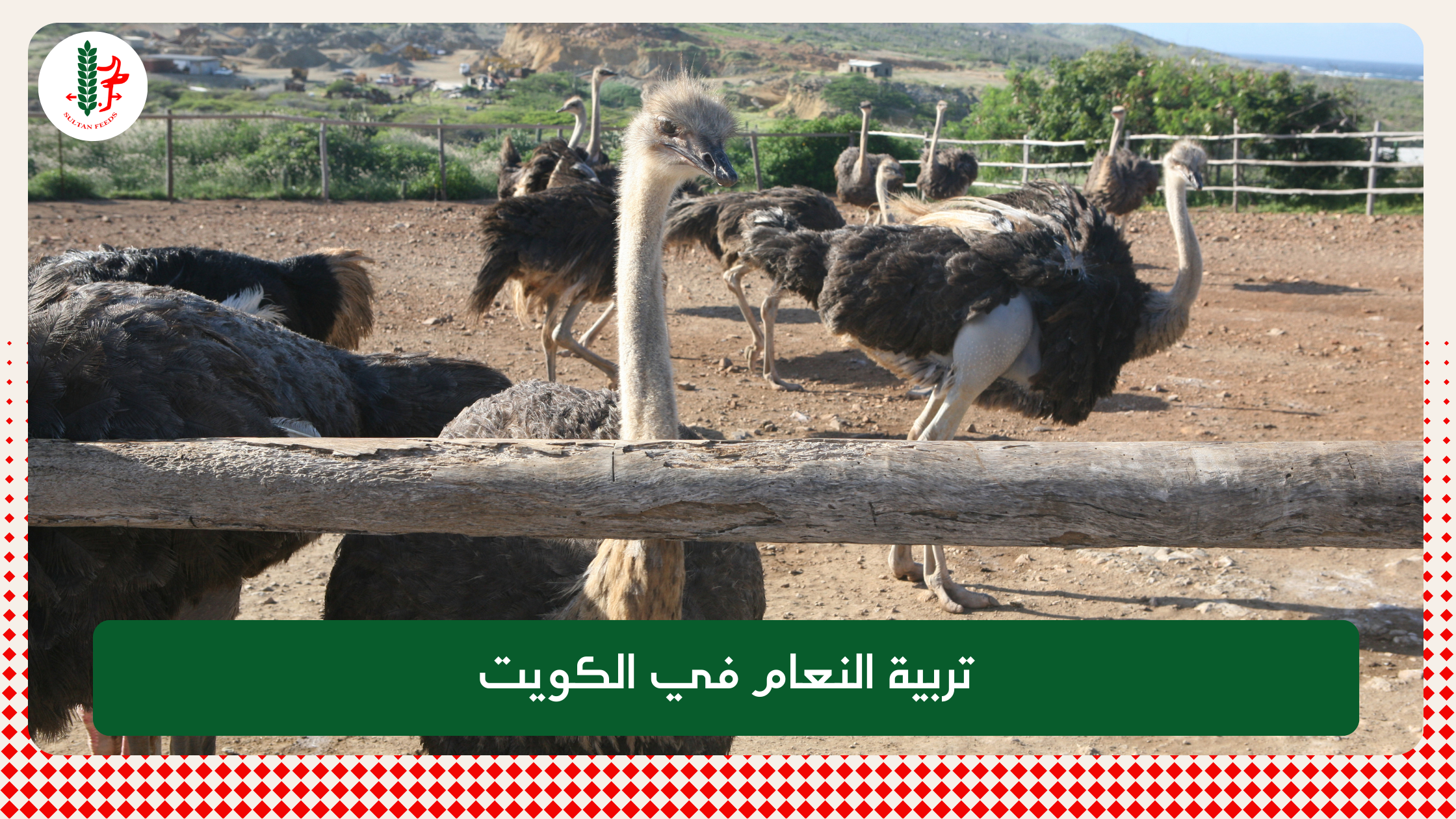Read more about the article تربية النعام في الكويت
