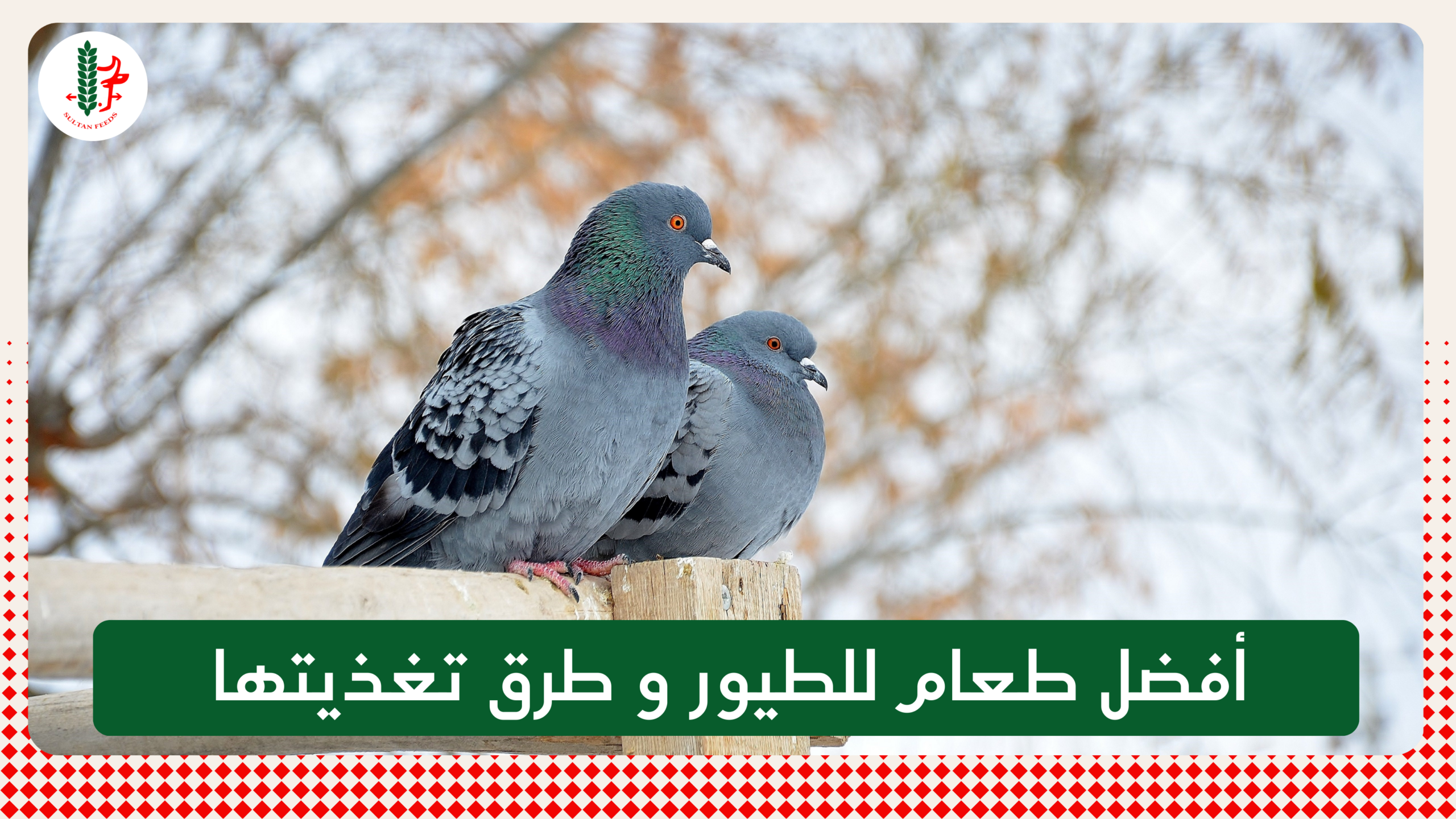Read more about the article أفضل طعام للطيور و طرق تغذيتها