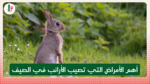 Read more about the article أهم الأمراض التي تصيب الأرانب في الصيف