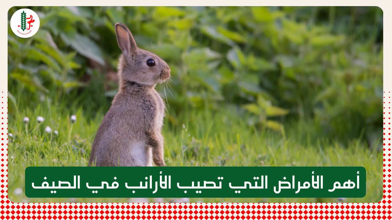 Read more about the article أهم الأمراض التي تصيب الأرانب في الصيف