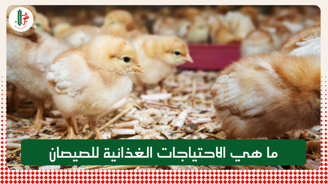 Read more about the article ما هي الاحتياجات الغذائية للصيصان