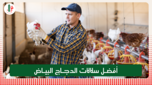 Read more about the article أفضل سلالات الدجاج البياض