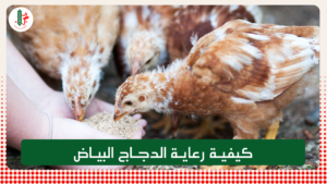Read more about the article كيفية رعاية الدجاج البياض