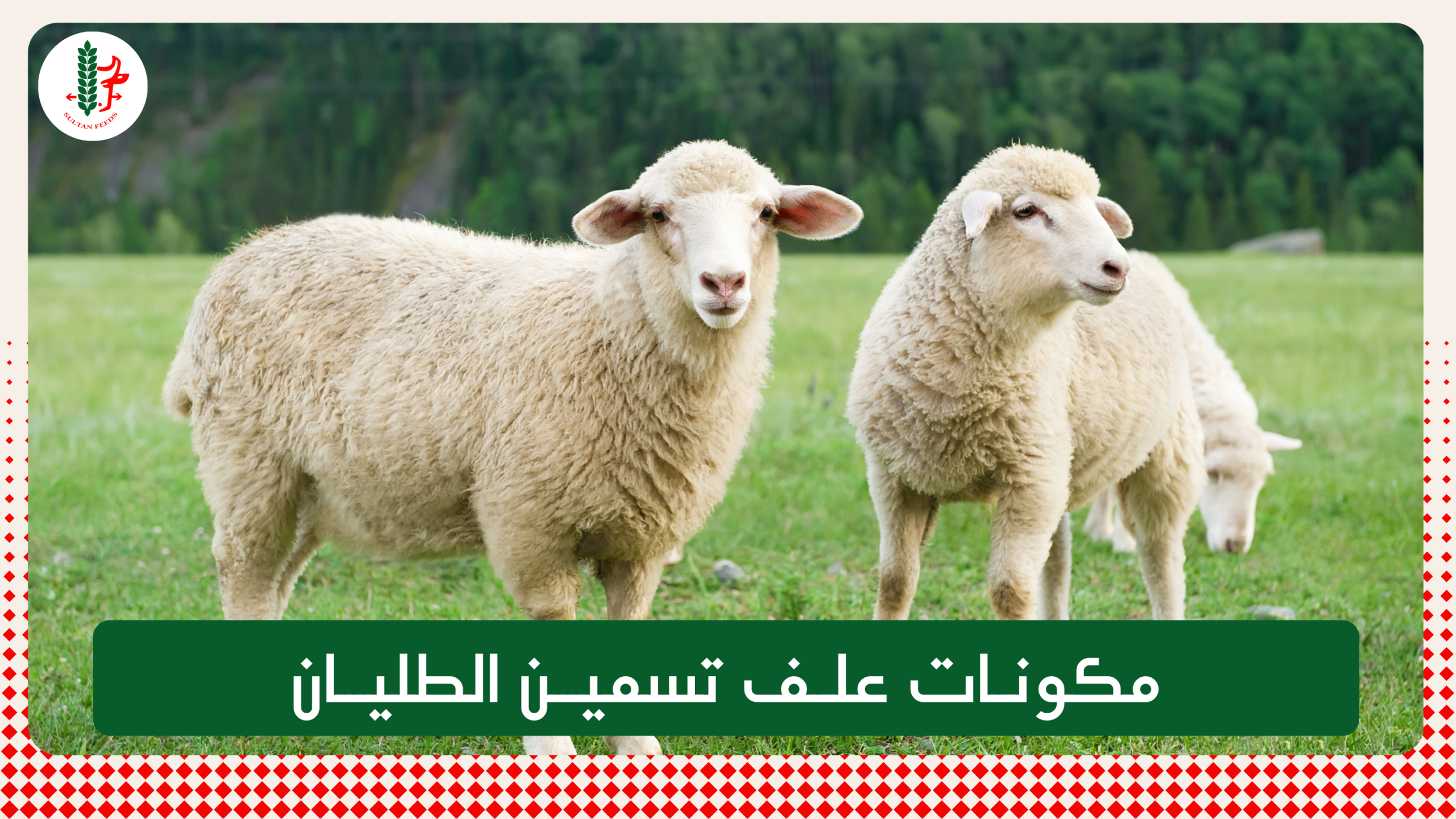 Read more about the article مكونات علف تسمين الطليان