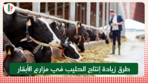 Read more about the article طرق زيادة إنتاج الحليب في مزارع الأبقار