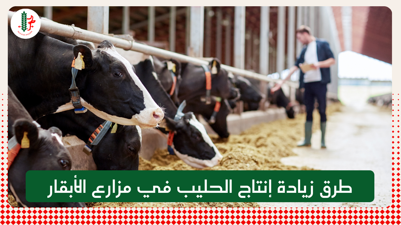 Read more about the article طرق زيادة إنتاج الحليب في مزارع الأبقار