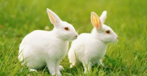 الطرق الطبيعية لعلاج جرب الأرانب