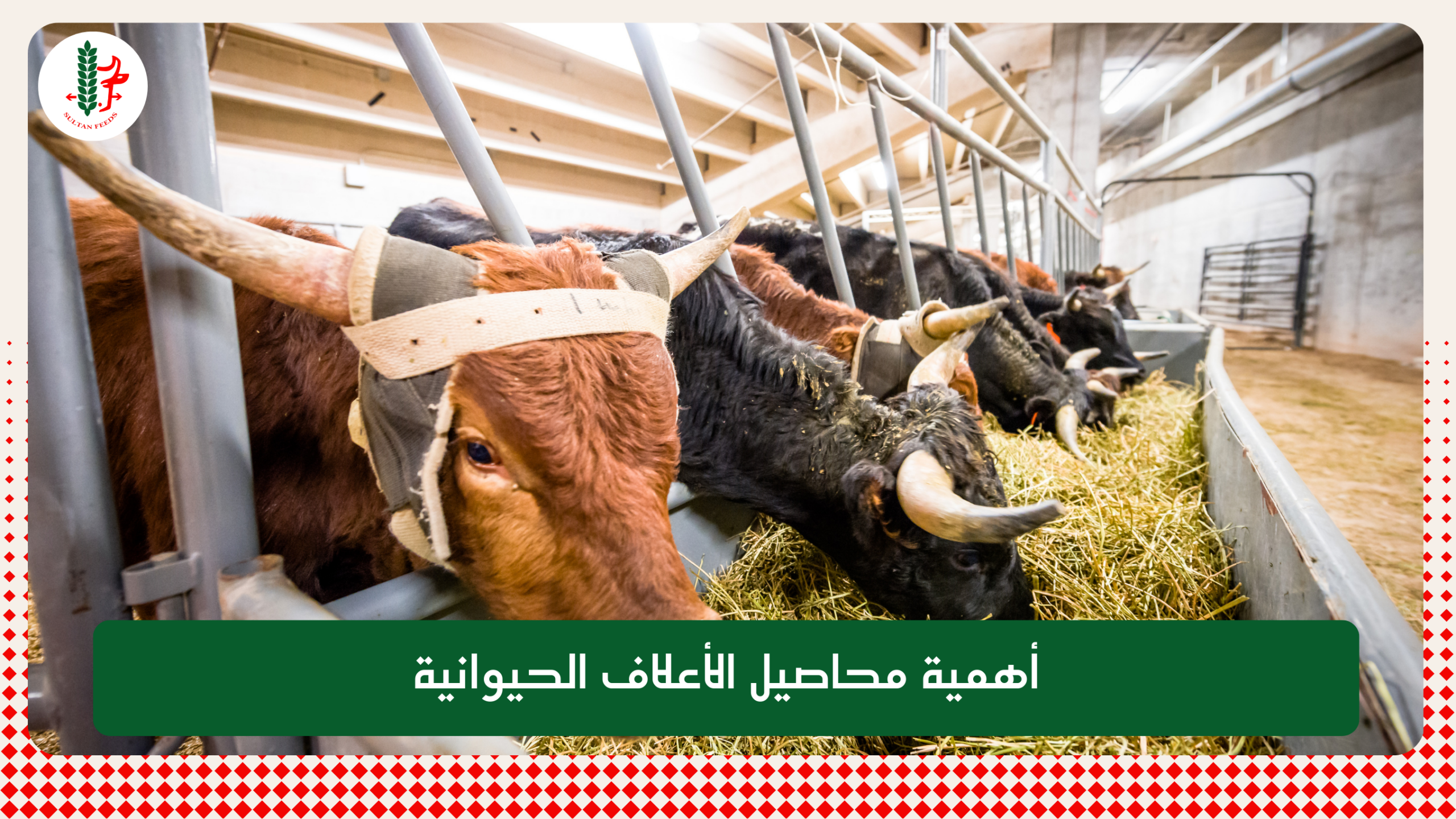 Read more about the article أهمية محاصيل الأعلاف الحيوانية