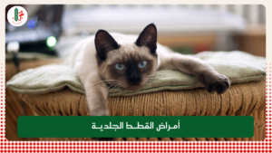 Read more about the article أمراض القطط الجلدية