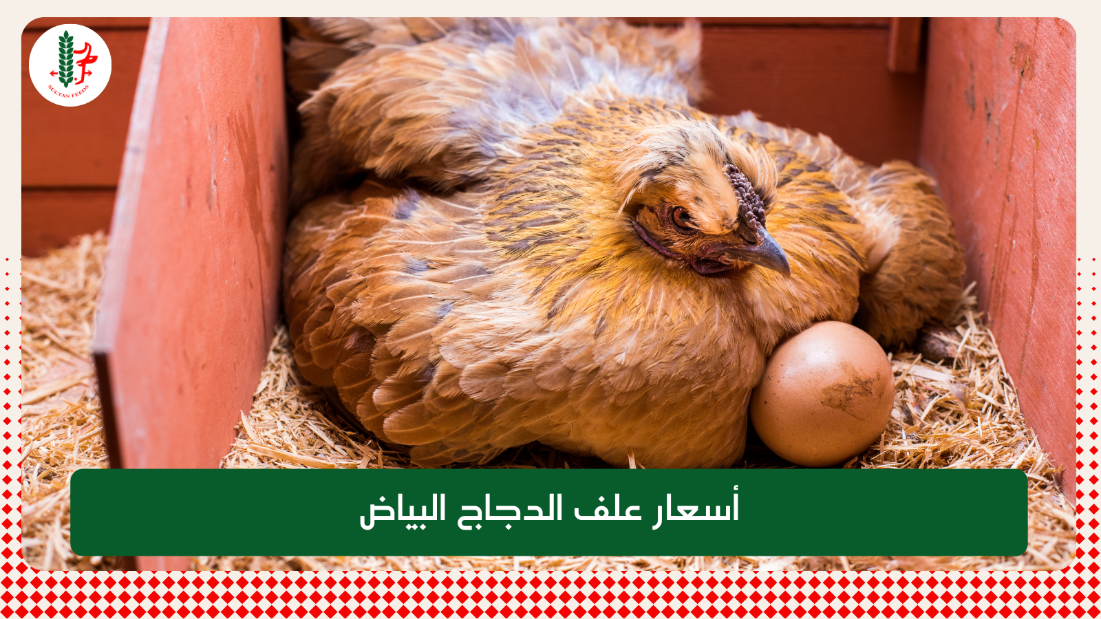 Read more about the article أسعار علف الدجاج البياض