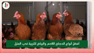 Read more about the article أفضل أنواع الدجاج اللاحم والبياض للتربية في المنزل