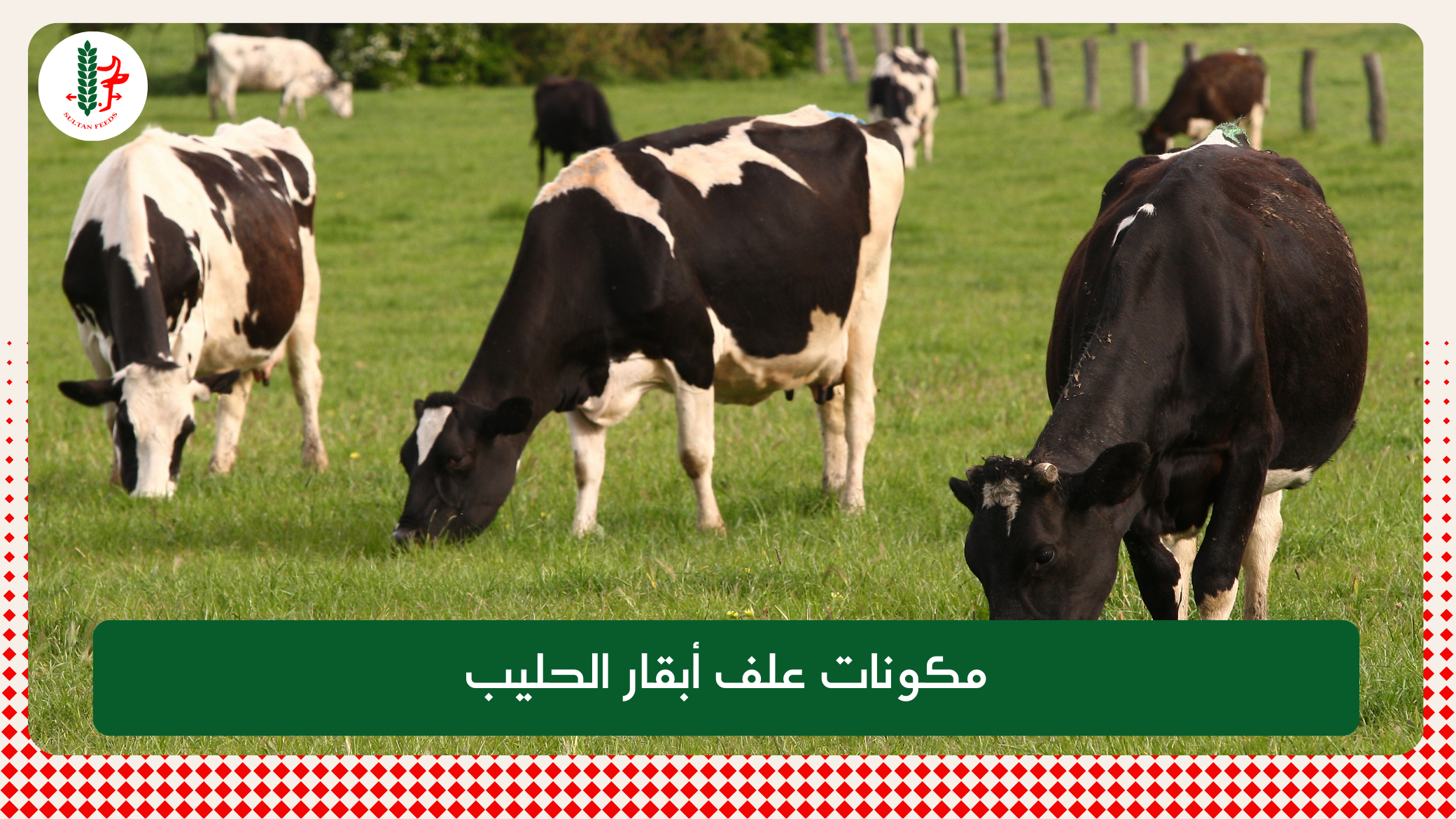 Read more about the article مكونات علف أبقار الحليب