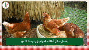 Read more about the article أفضل بدائل أعلاف الدواجن رخيصة الثمن