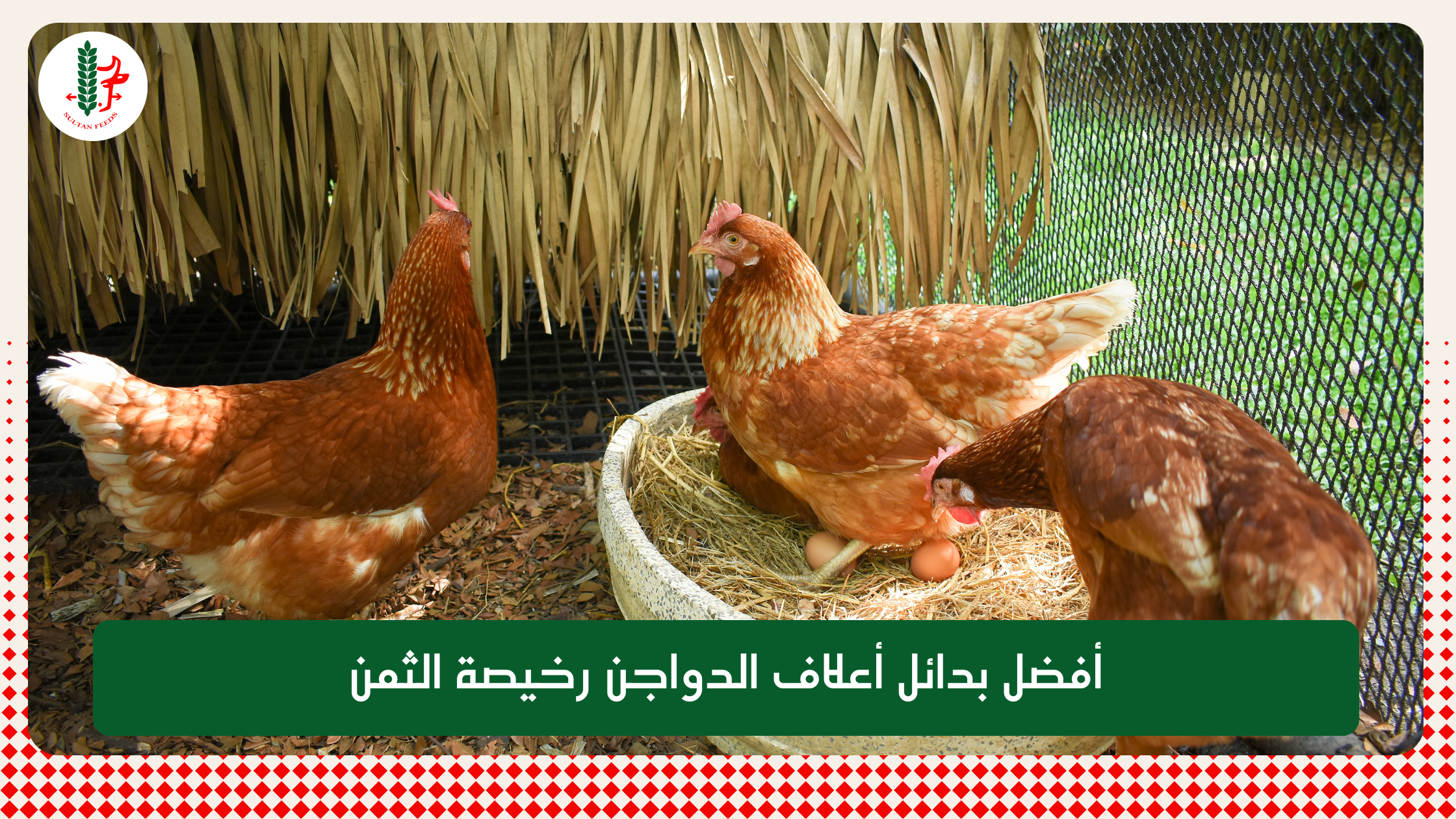 Read more about the article أفضل بدائل أعلاف الدواجن رخيصة الثمن