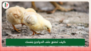 Read more about the article كيف تصنع علف الدواجن بنفسك