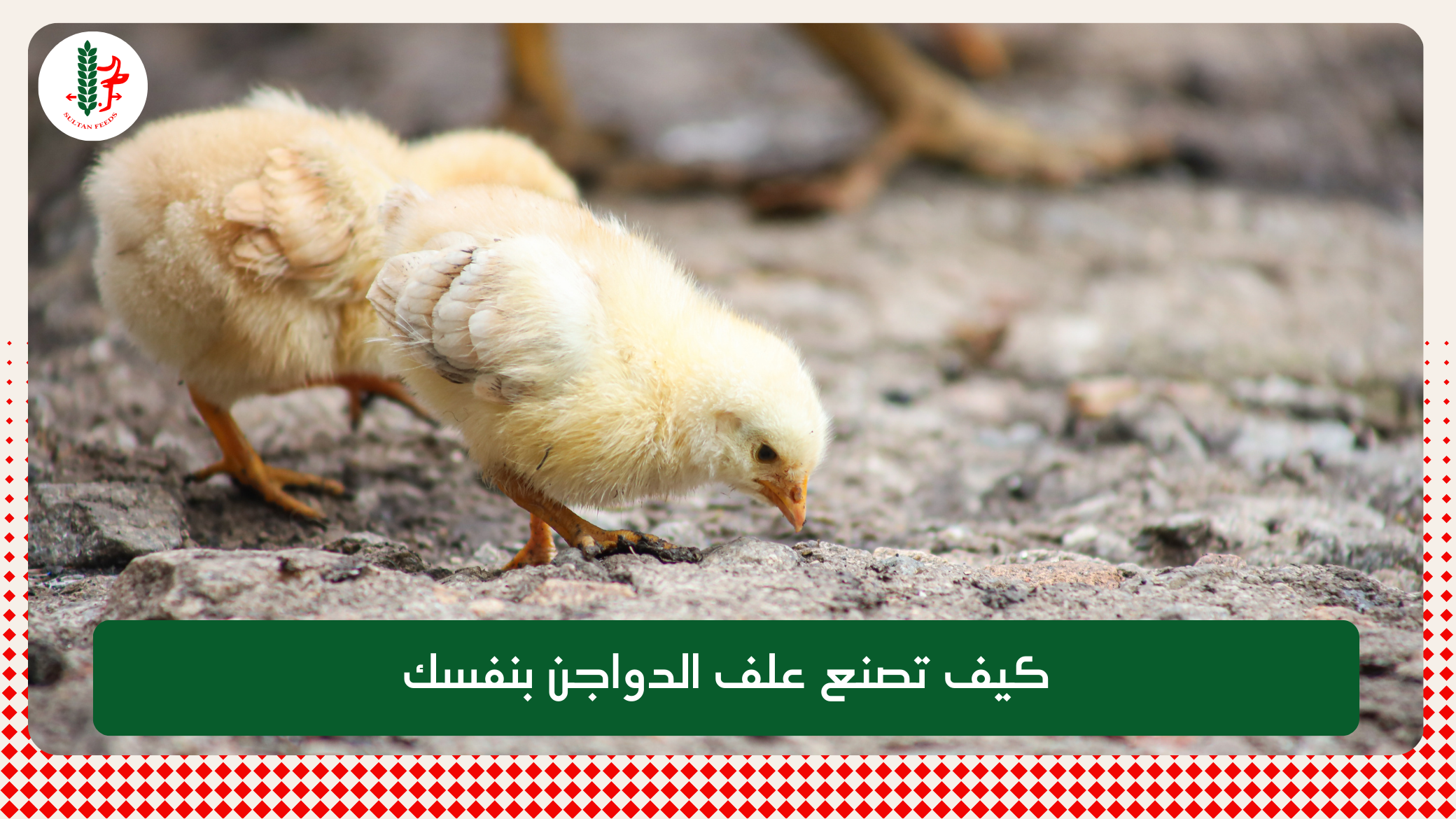 You are currently viewing كيف تصنع علف الدواجن بنفسك