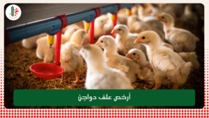 Read more about the article أرخص علف دواجن