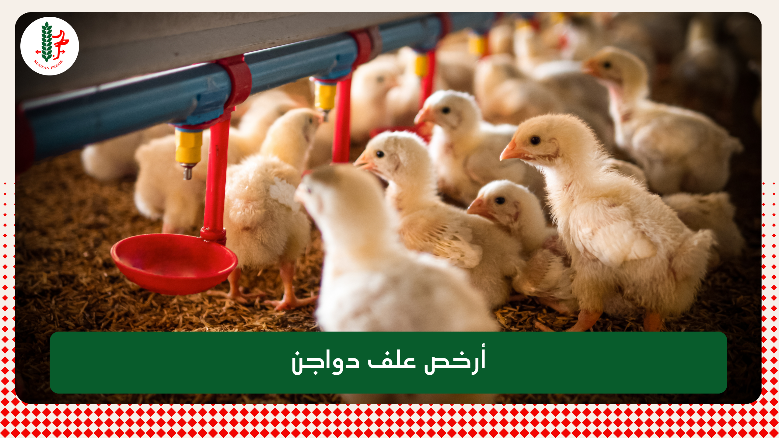 Read more about the article أرخص علف دواجن