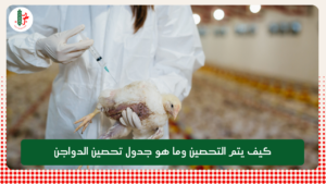 Read more about the article كيف يتم التحصين وما هو جدول تحصين الدواجن