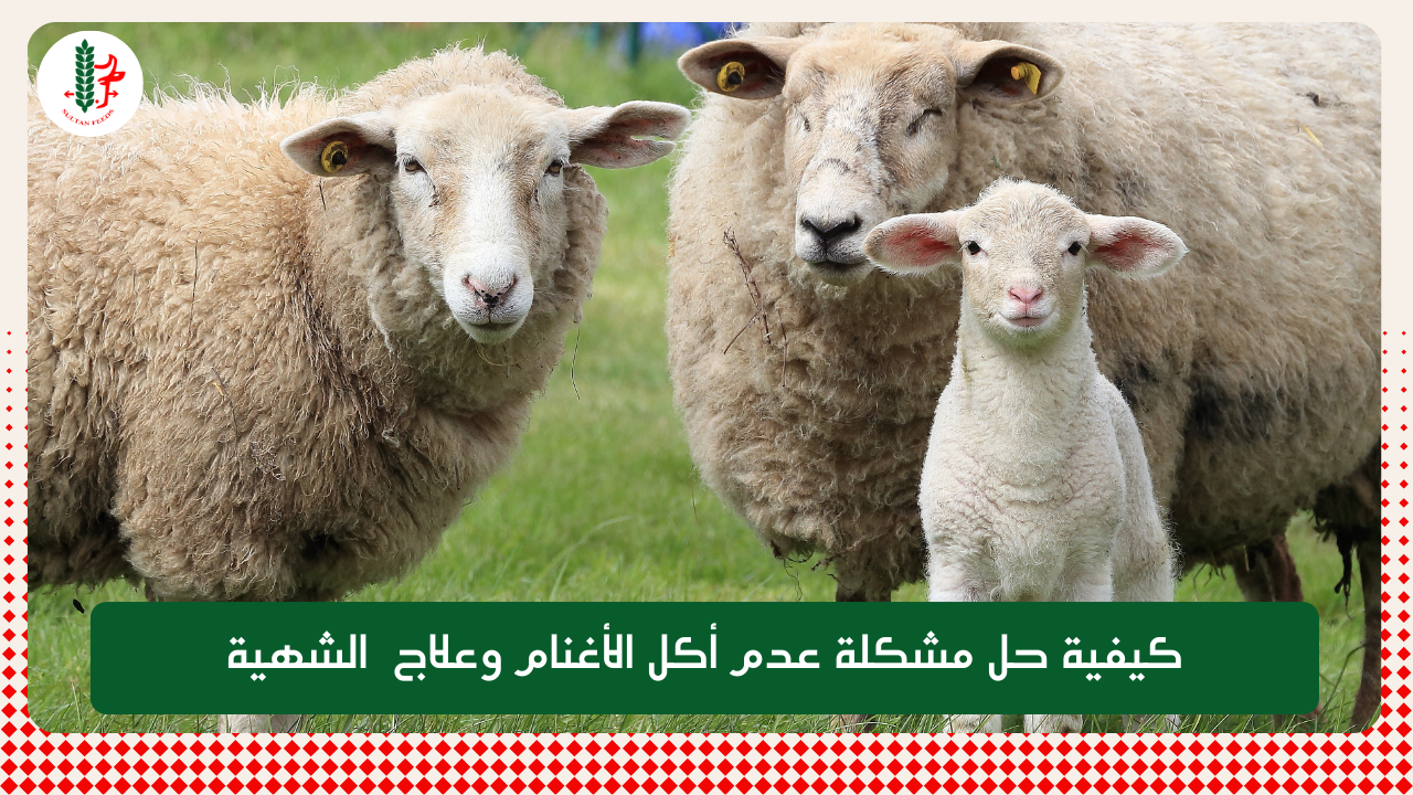 Read more about the article كيفية حل مشكلة عدم أكل الأغنام وعلاج  الشهية