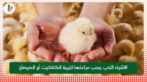 Read more about the article الاشياء التي يجب مراعتها لتربية الكتاكيت أو الصيصان