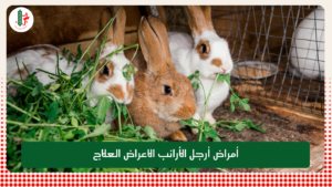 Read more about the article أمراض أرجل الأرانب الاعراض العلاج