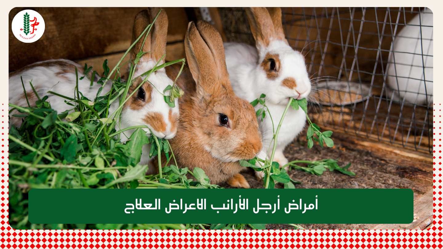 Read more about the article أمراض أرجل الأرانب الاعراض العلاج