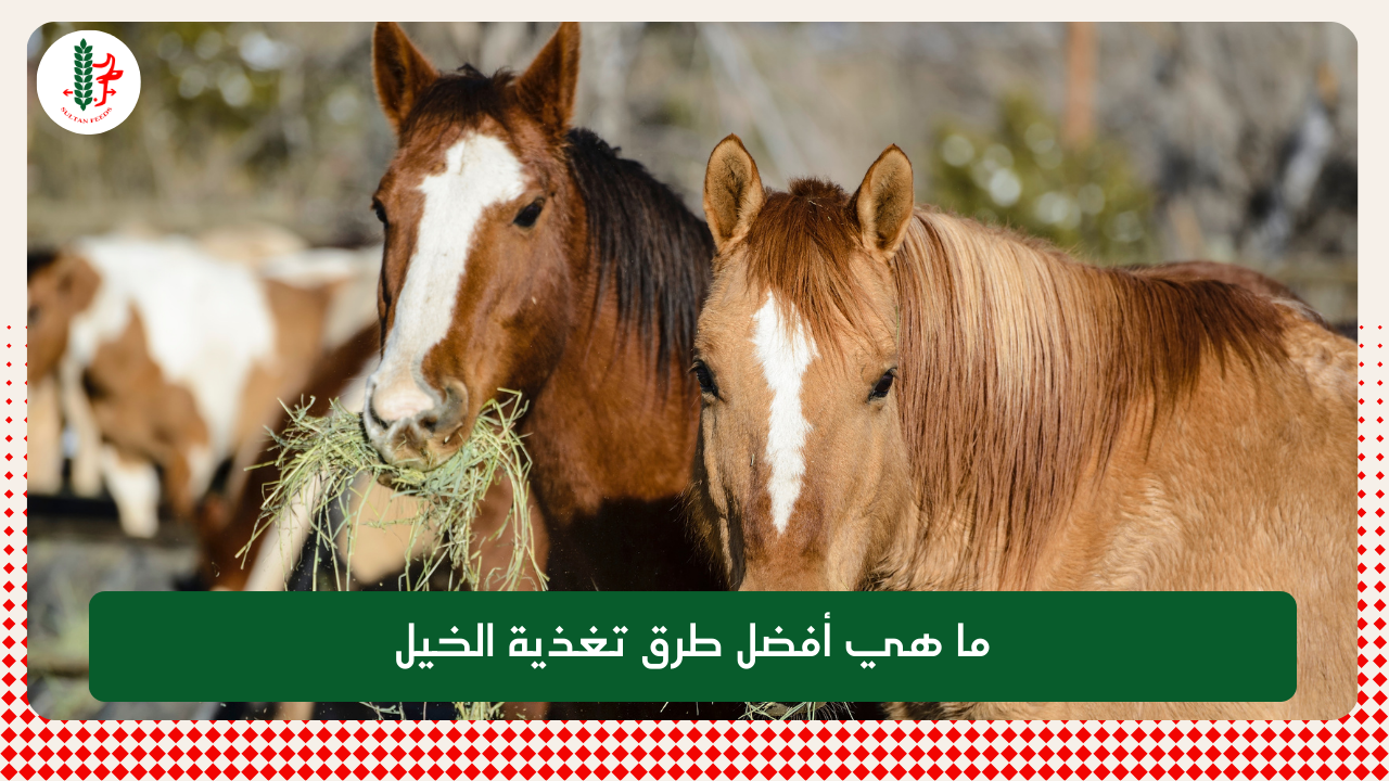 Read more about the article ما هي أفضل طرق تغذية الخيل