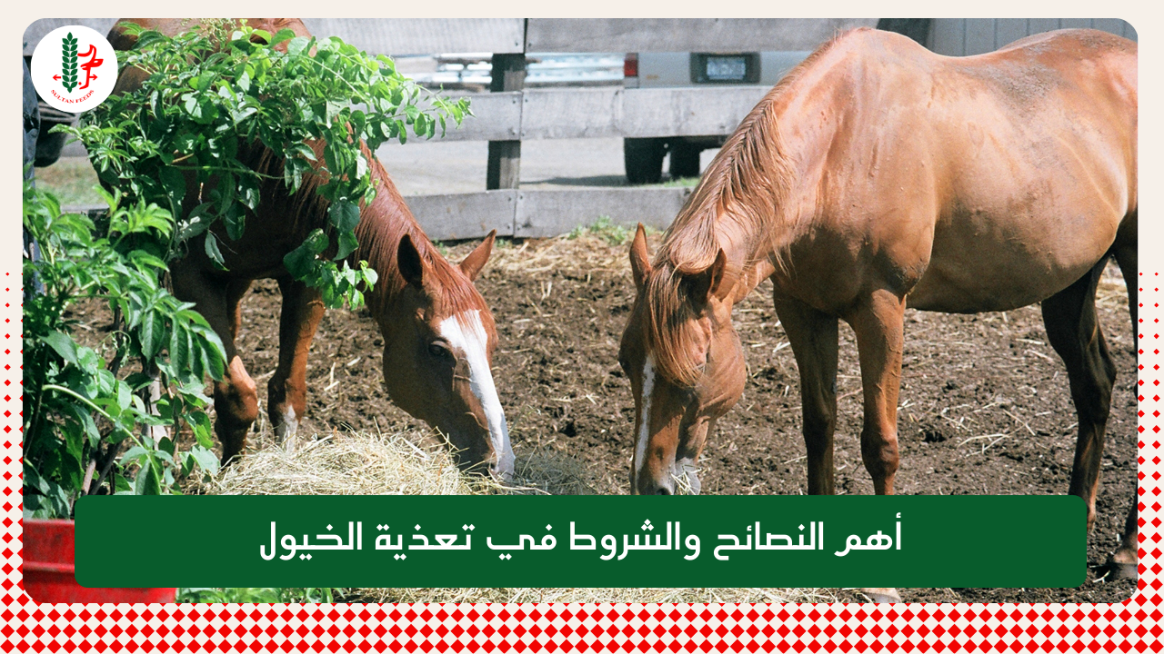 You are currently viewing أهم النصائح والشروط في تعذية الخيول